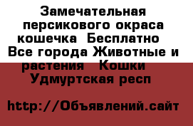 Замечательная персикового окраса кошечка. Бесплатно - Все города Животные и растения » Кошки   . Удмуртская респ.